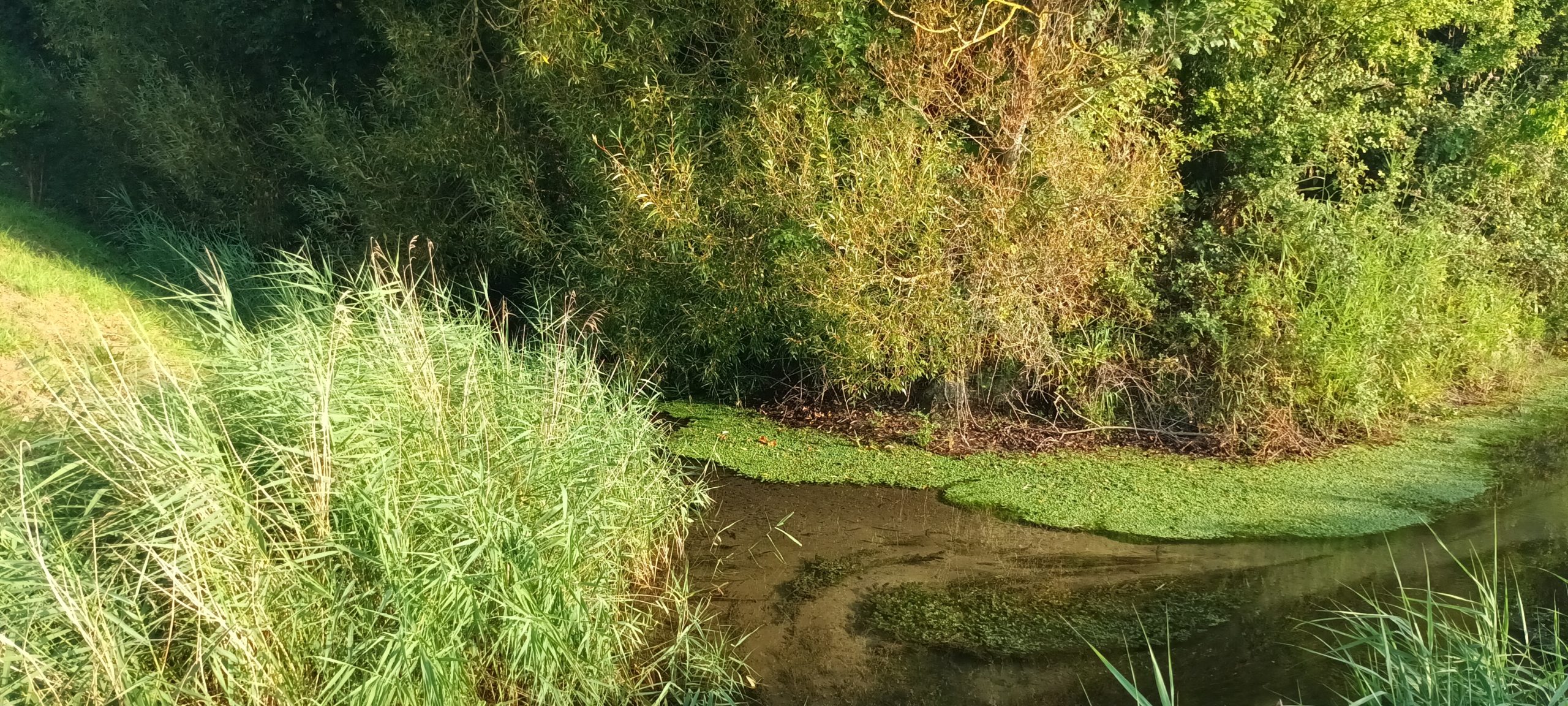 DÉCOUVREZ BÉNOUVILLE À TRAVERS UNE BALADE PÉDESTRE